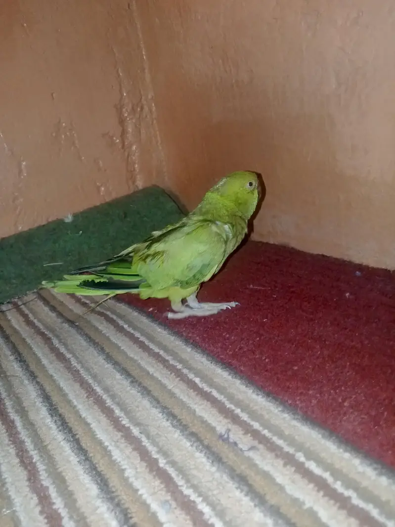 urgent sale location orangi town — photo 6