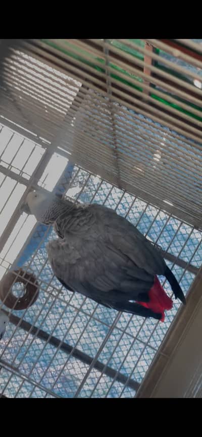 african grey wild breeder female -  african gray wild breeder female