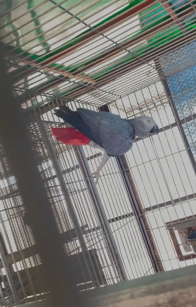 african grey wild breeder female -  african gray wild breeder female — photo 3