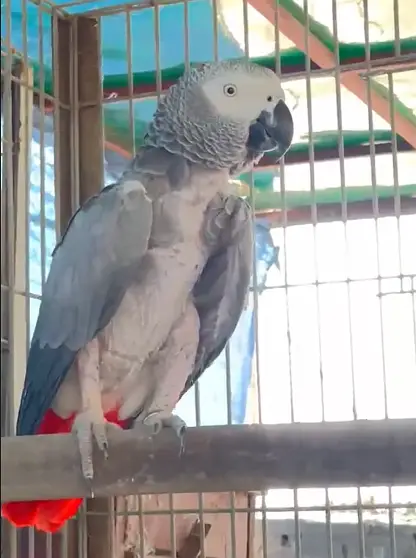 african grey wild breeder female -  african gray wild breeder female — photo 4