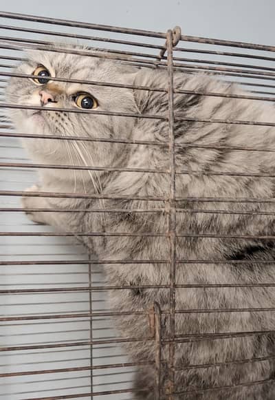 Chittah Print Persion Cat 3 Coated For Sale Sialkot
