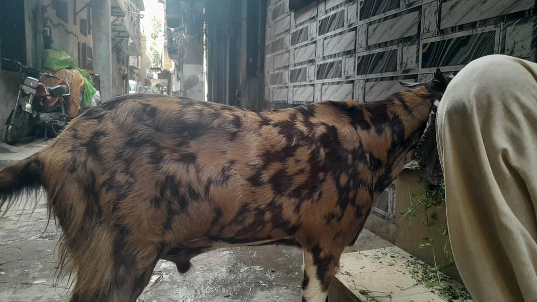 Beetal Bakra 0