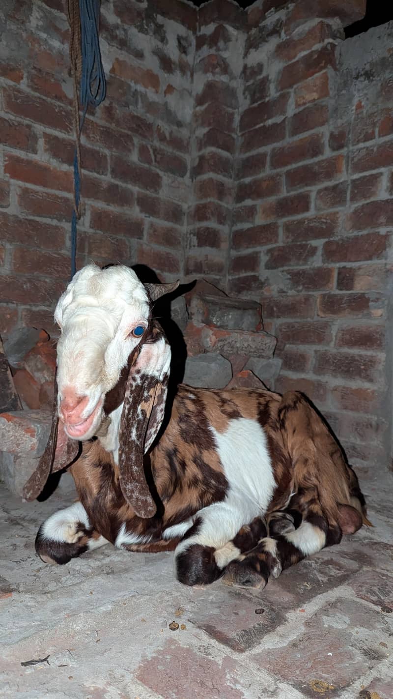 Beetal Bakra 2