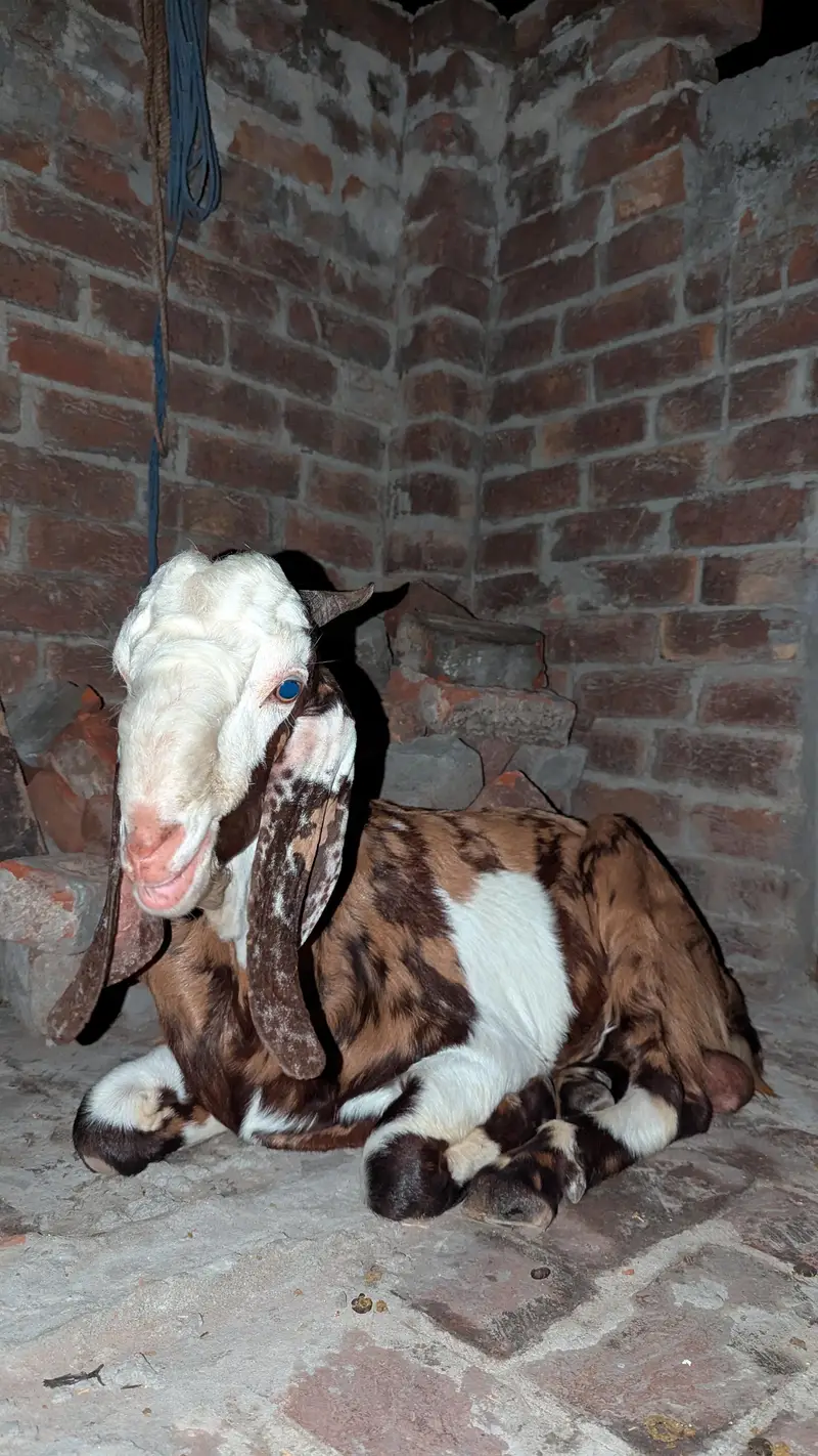 Beetal Bakra — photo 3