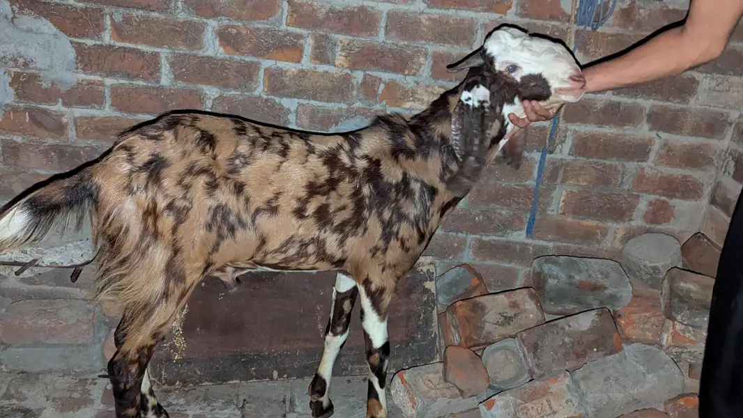 Beetal Bakra — photo 4