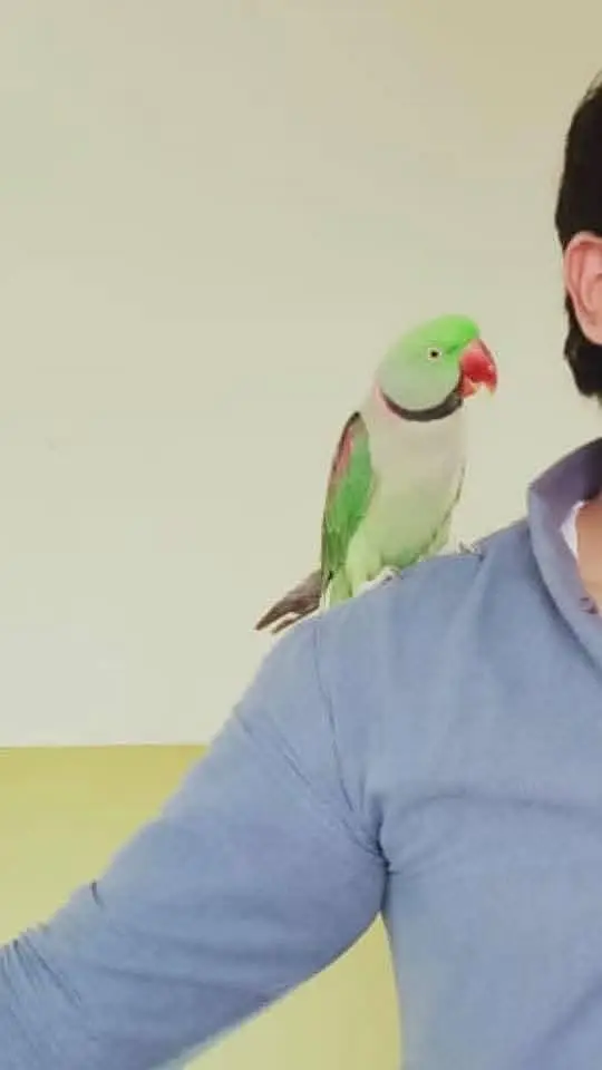 raw parrot male — photo 2