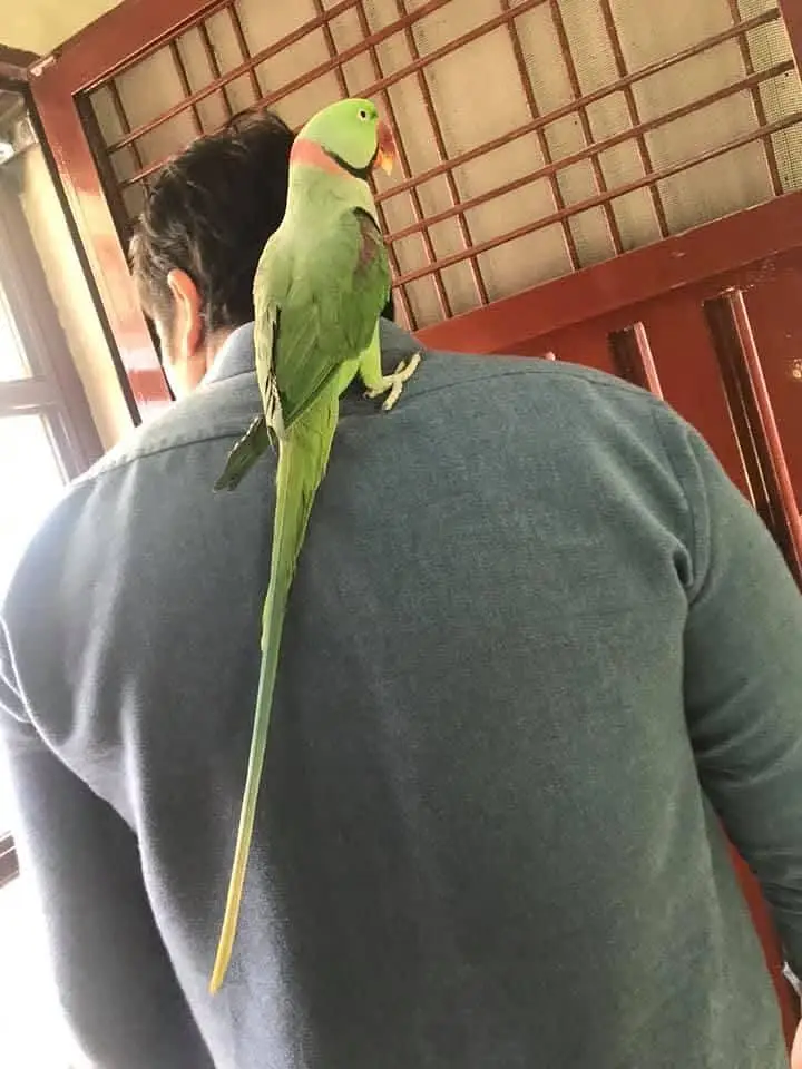 raw parrot male — photo 3