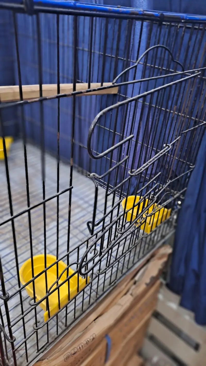 Master Cage — photo 3