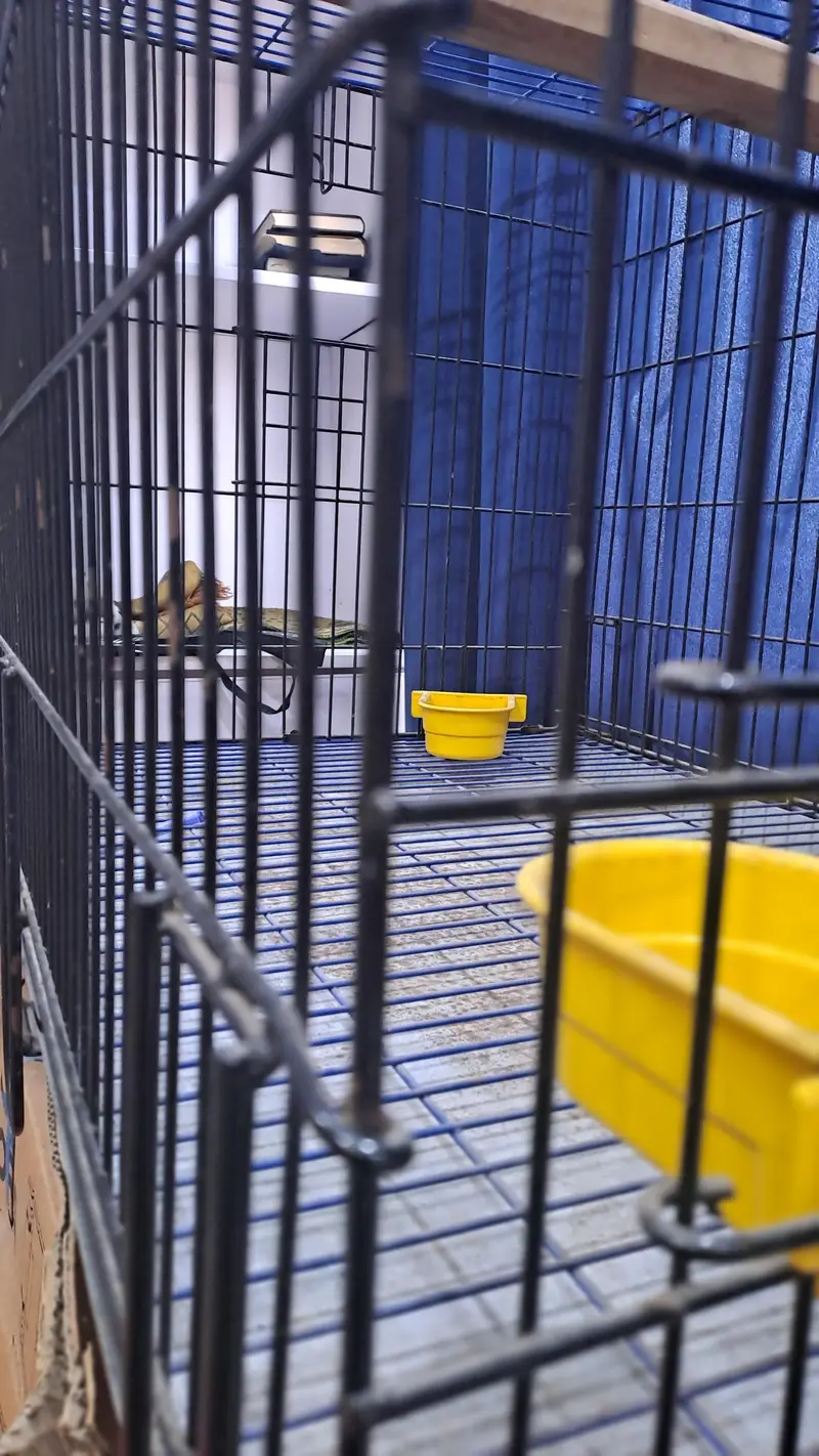 Master Cage — photo 7