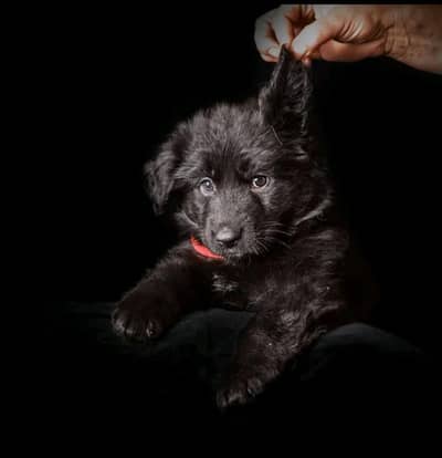 German shepherd Long coat top quality pedigree  puppies available