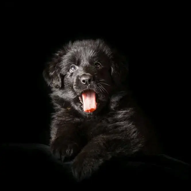 German shepherd Long coat top quality pedigree  puppies available — photo 2