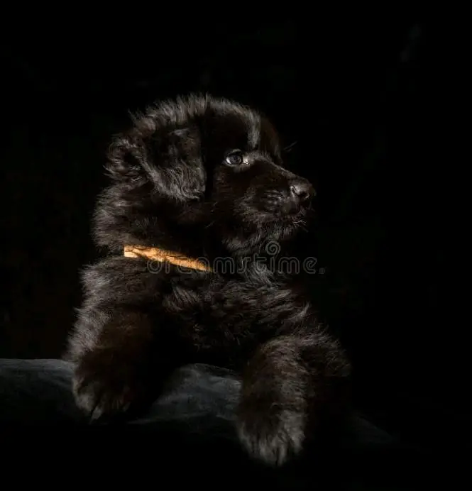 German shepherd Long coat top quality pedigree  puppies available — photo 4