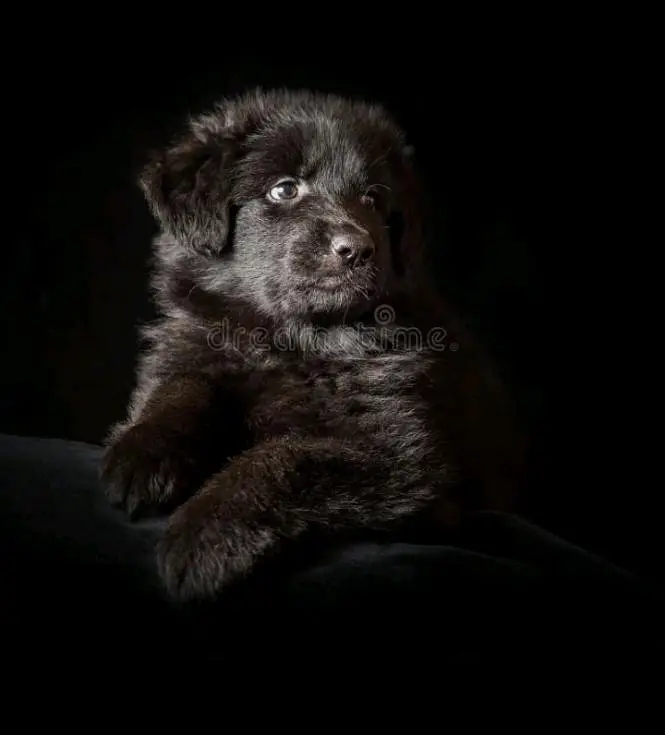 German shepherd Long coat top quality pedigree  puppies available — photo 6