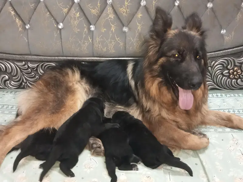 German shepherd Long coat top quality pedigree  puppies available — photo 7
