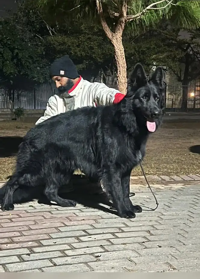 German shepherd Long coat top quality pedigree  puppies available — photo 8