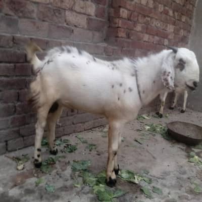 Desi bakra