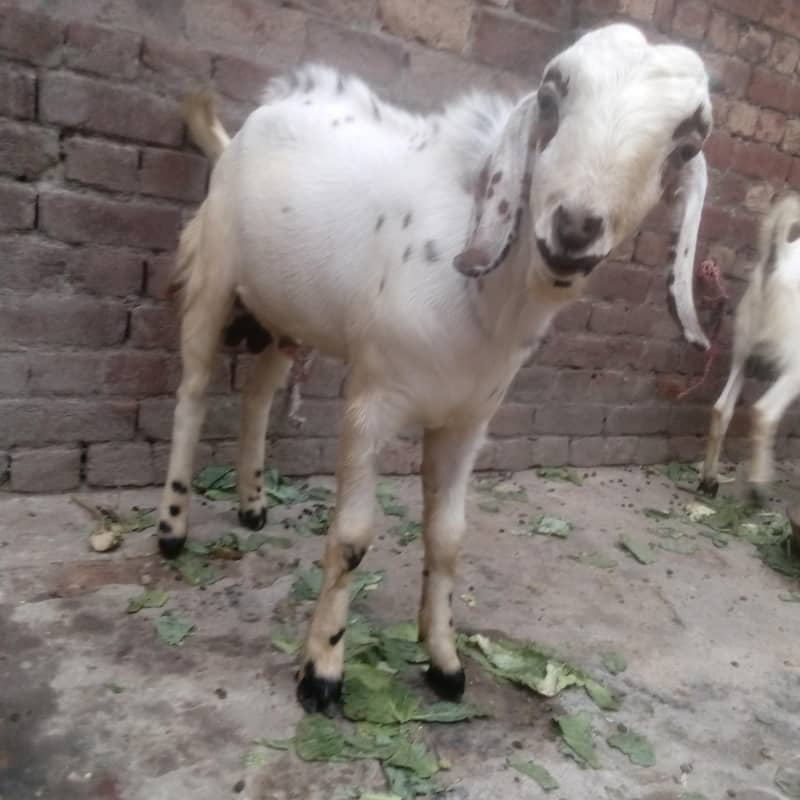 Desi bakra 1