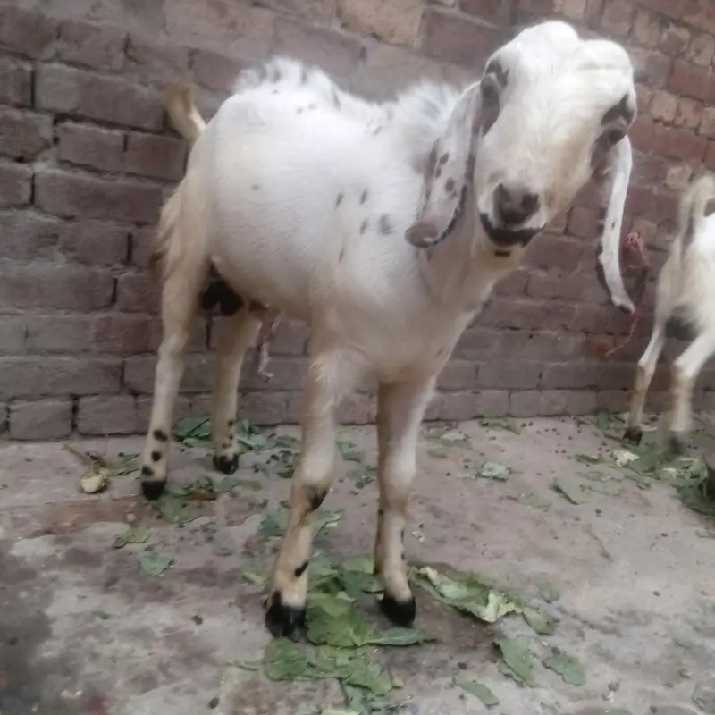 Desi bakra — photo 2