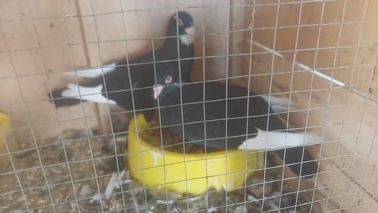 Complete Fancy Healthly Kabatoor Set up for Sale