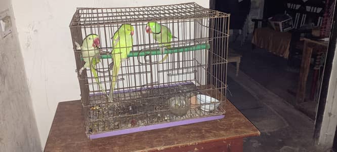 pair of birds or cages