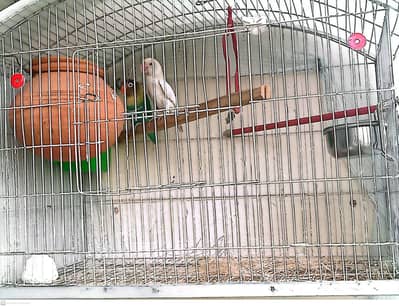Lovebirds 2 pairs with cage