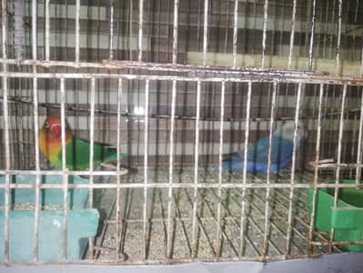 Lovebird breeder pairs
