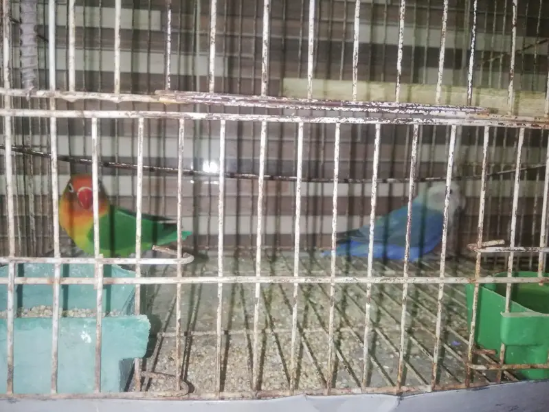 Lovebirds 2 breeder pairs with cage — photo 2