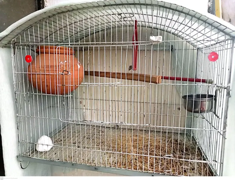 Lovebirds 2 breeder pairs with cage — photo 3