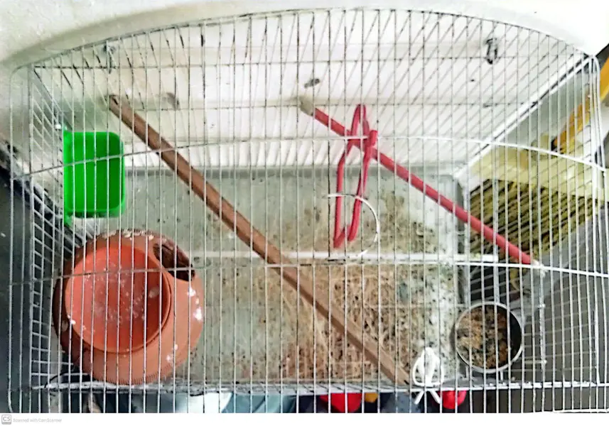Lovebirds 2 breeder pairs with cage — photo 5