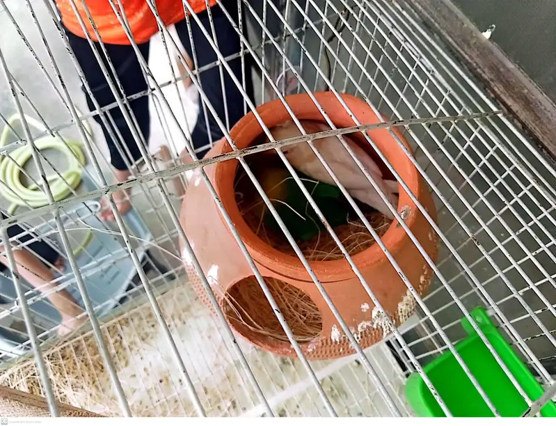 Lovebirds 2 breeder pairs with cage — photo 6