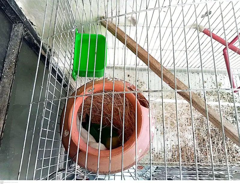 Lovebirds 2 breeder pairs with cage — photo 7