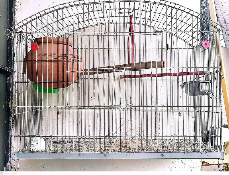 Lovebirds 2 breeder pairs with cage — photo 8