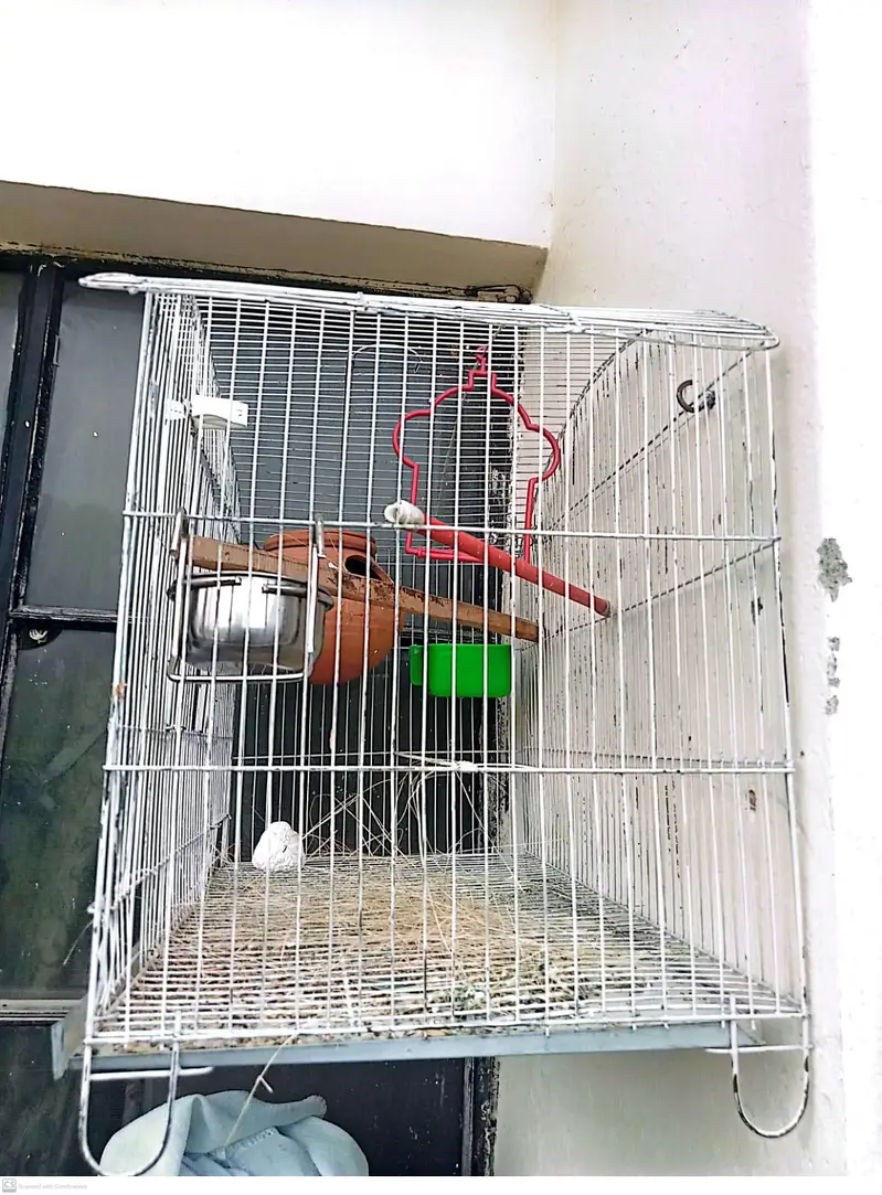 Lovebirds 2 breeder pairs with cage — photo 9