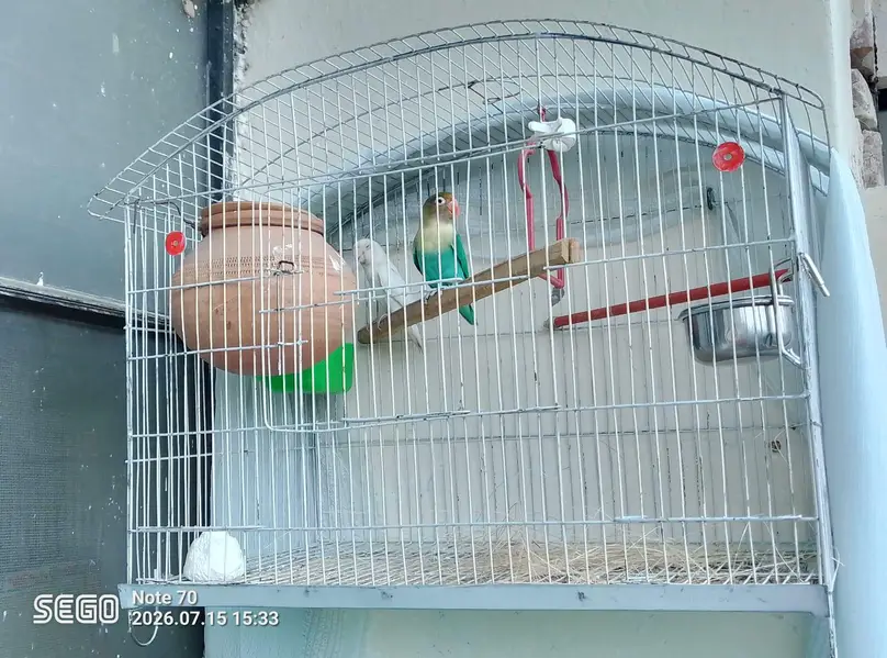 Lovebirds 2 breeder pairs with cage — photo 10