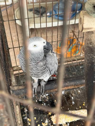 CONGO AFRICAN GREY PARROT FOR SALE