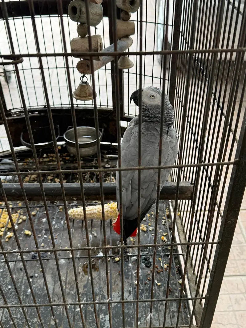 CONGO AFRICAN GREY PARROT FOR SALE — photo 2