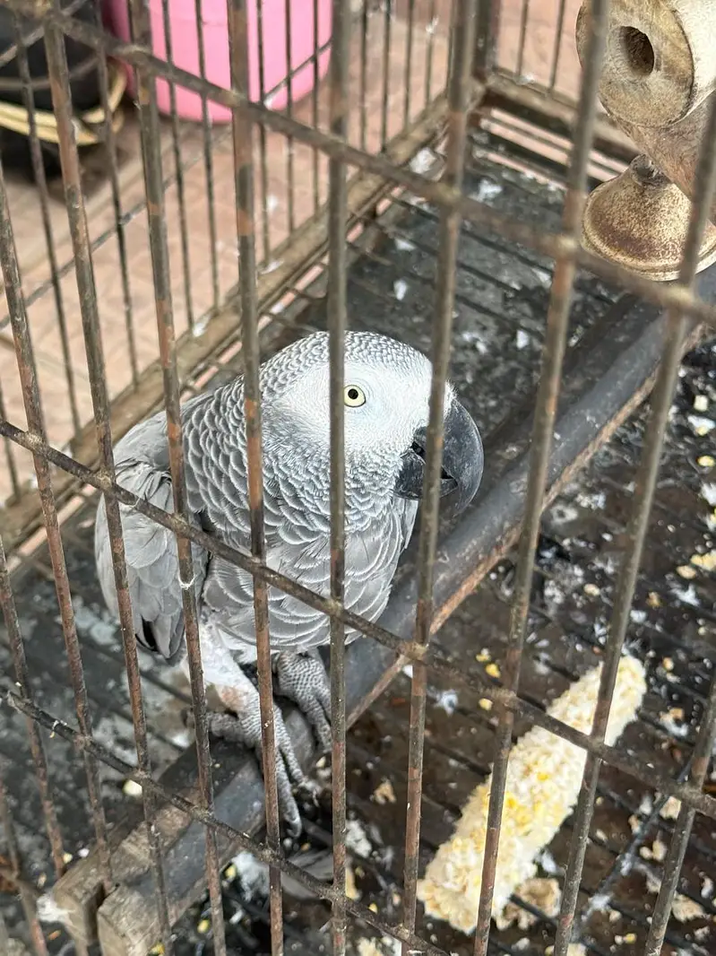 CONGO AFRICAN GREY PARROT FOR SALE — photo 3