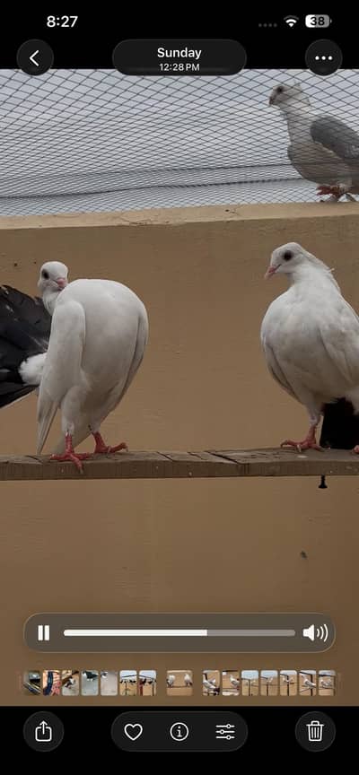black chicks pair adult pair