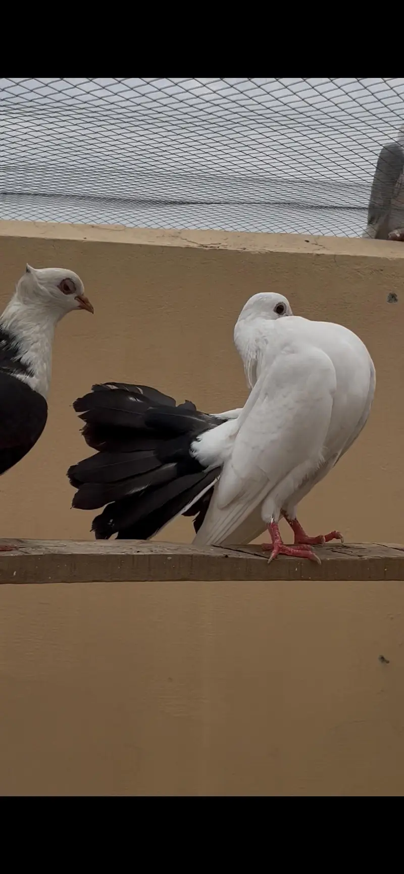 black chicks pair adult pair — photo 2