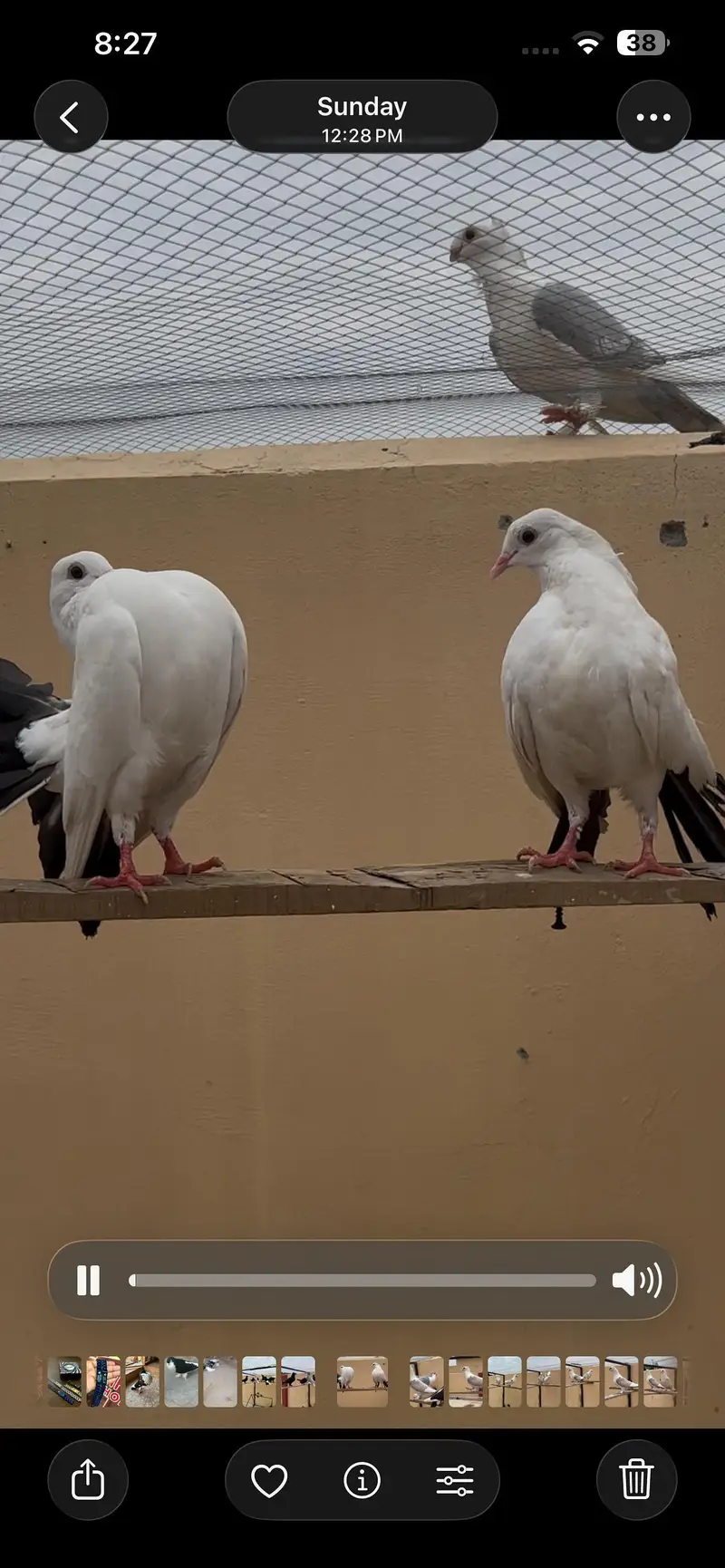 black chicks pair adult pair — photo 3