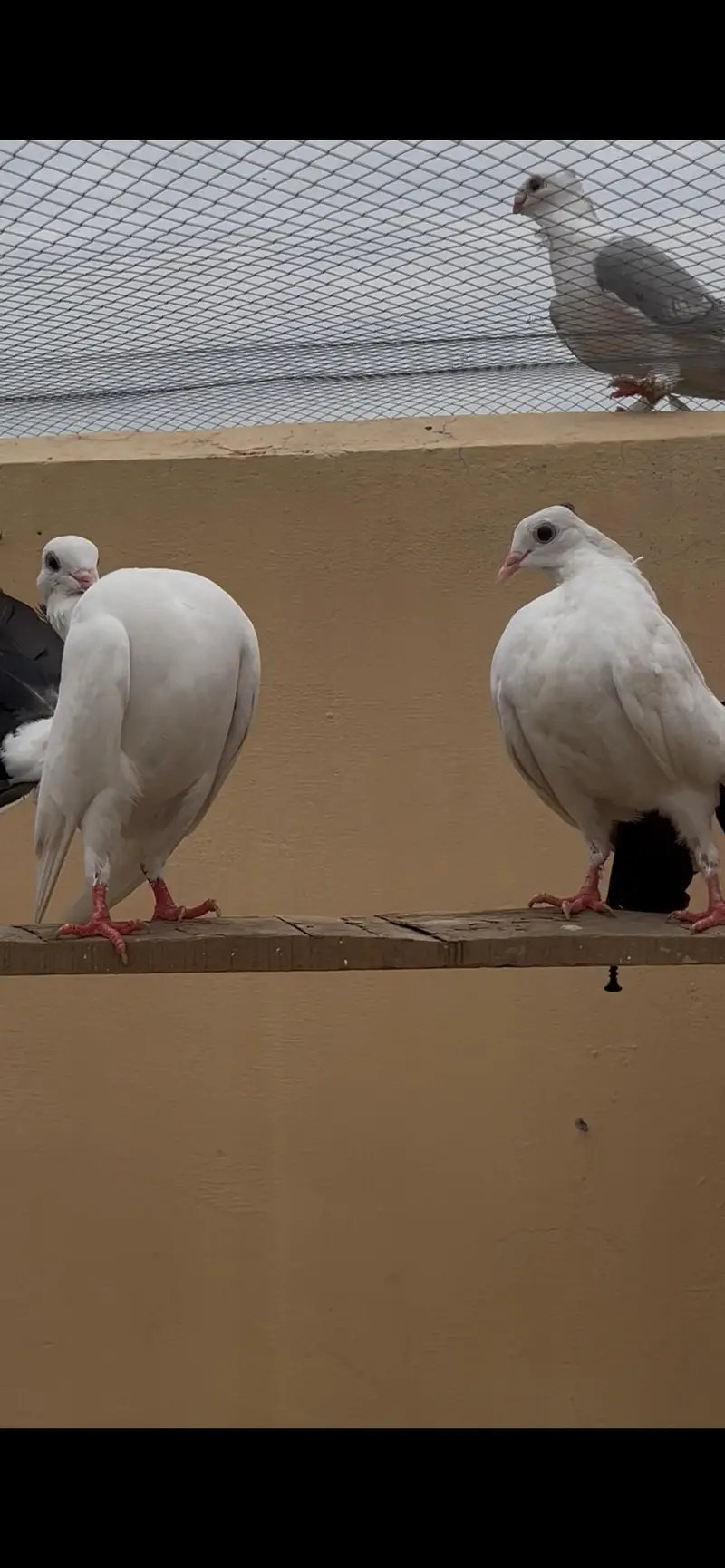 black chicks pair adult pair — photo 4