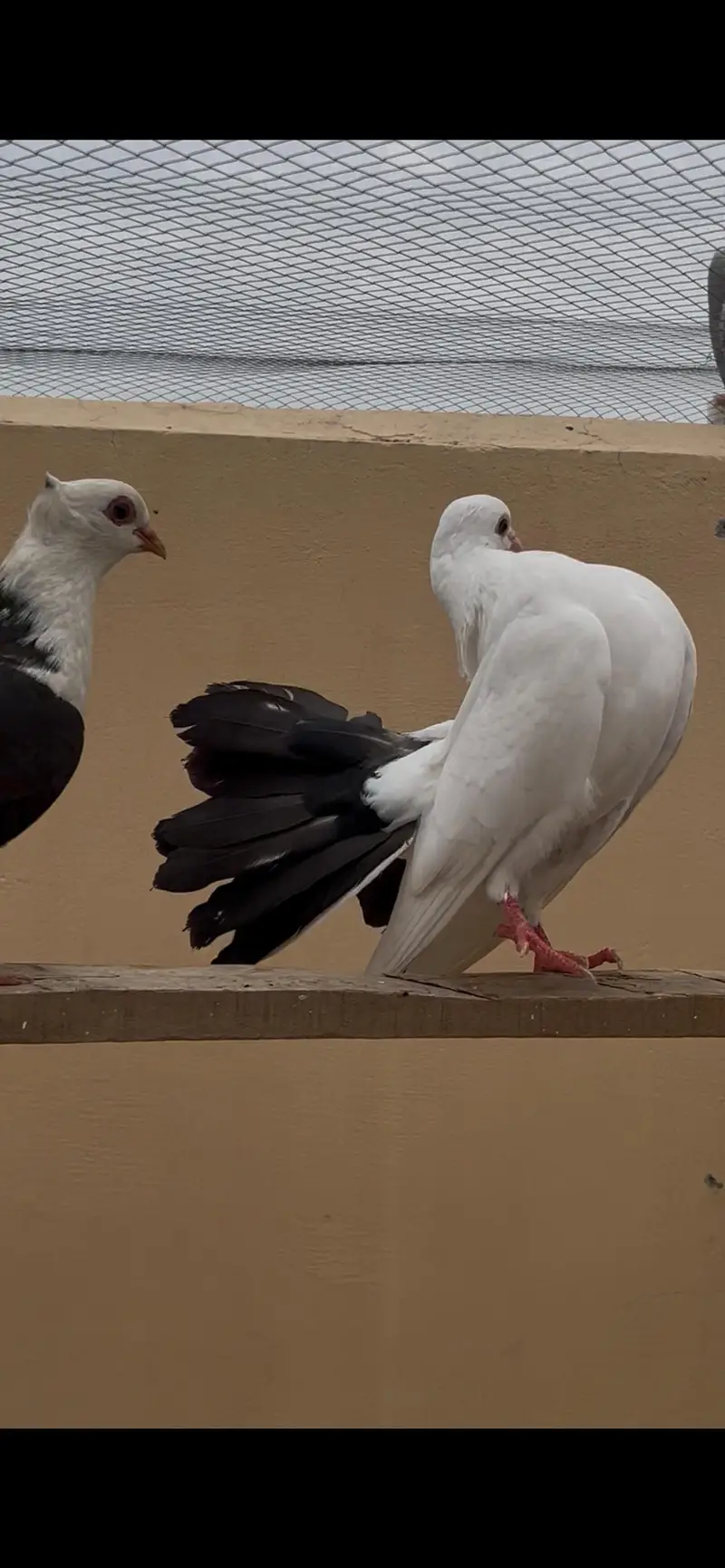 black chicks pair adult pair — photo 5