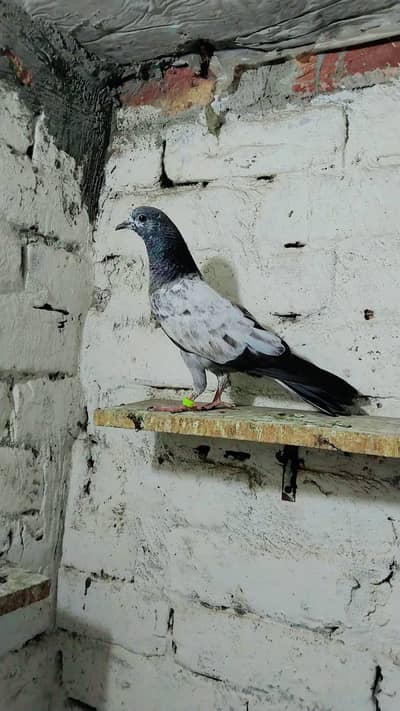pigeon best baby's and pairs for sale