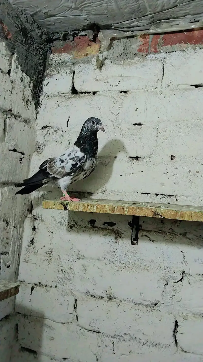 pigeon best baby's and pairs for sale — photo 2