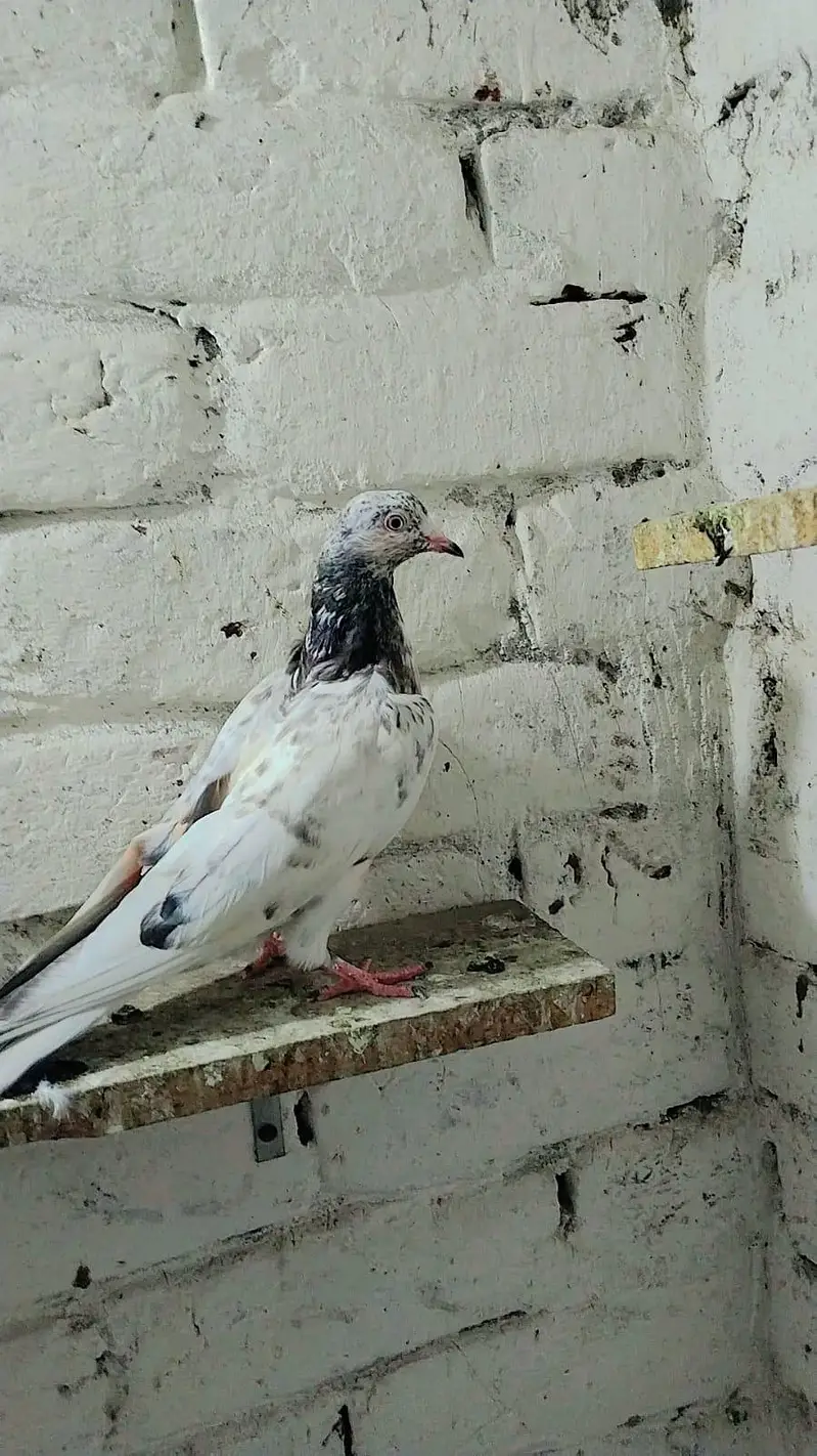 pigeon best baby's and pairs for sale — photo 3