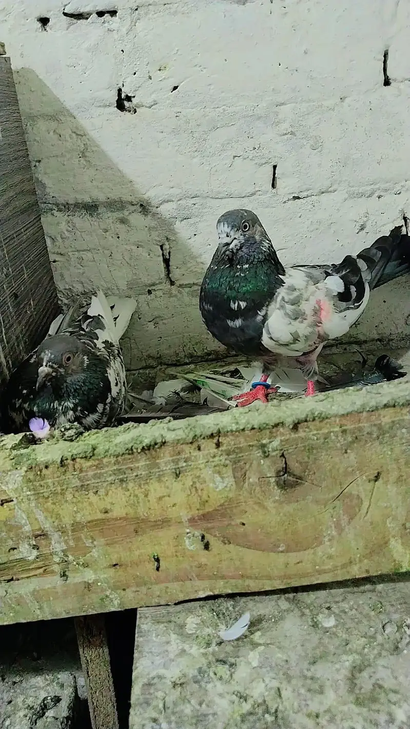 pigeon best baby's and pairs for sale — photo 6