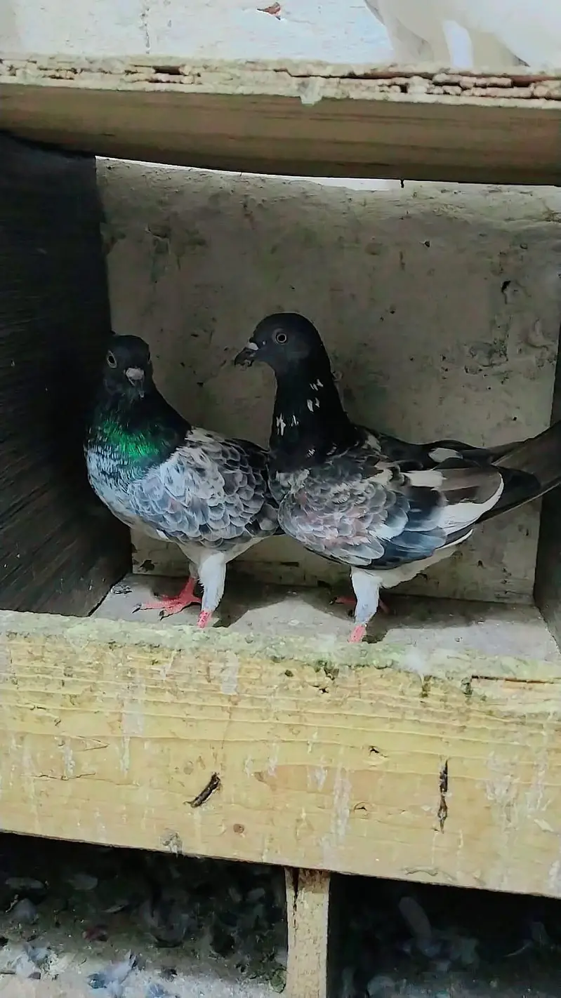 pigeon best baby's and pairs for sale — photo 7