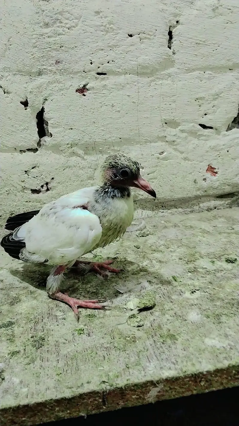 pigeon best baby's and pairs for sale — photo 8