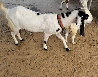Goat and kids male , female