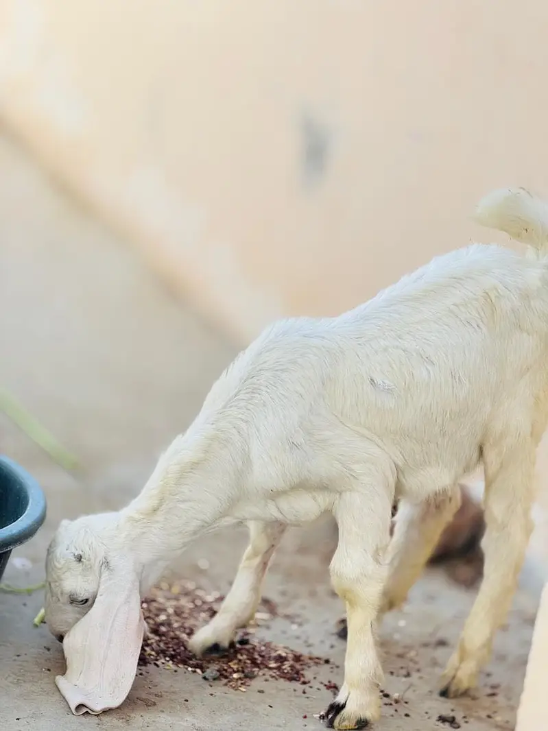 Goat and kids male , female — photo 3